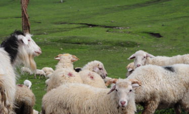 Bicycle tour cycling trip bike tour MTB mountain bike journey Georgia Tbilisi Batumi Caucasus road landscape Tsalka Paravani Vardzia Borjomi Abastumani Guria Black Sea Kaukasus-Reisen small group individual book proposal route guide