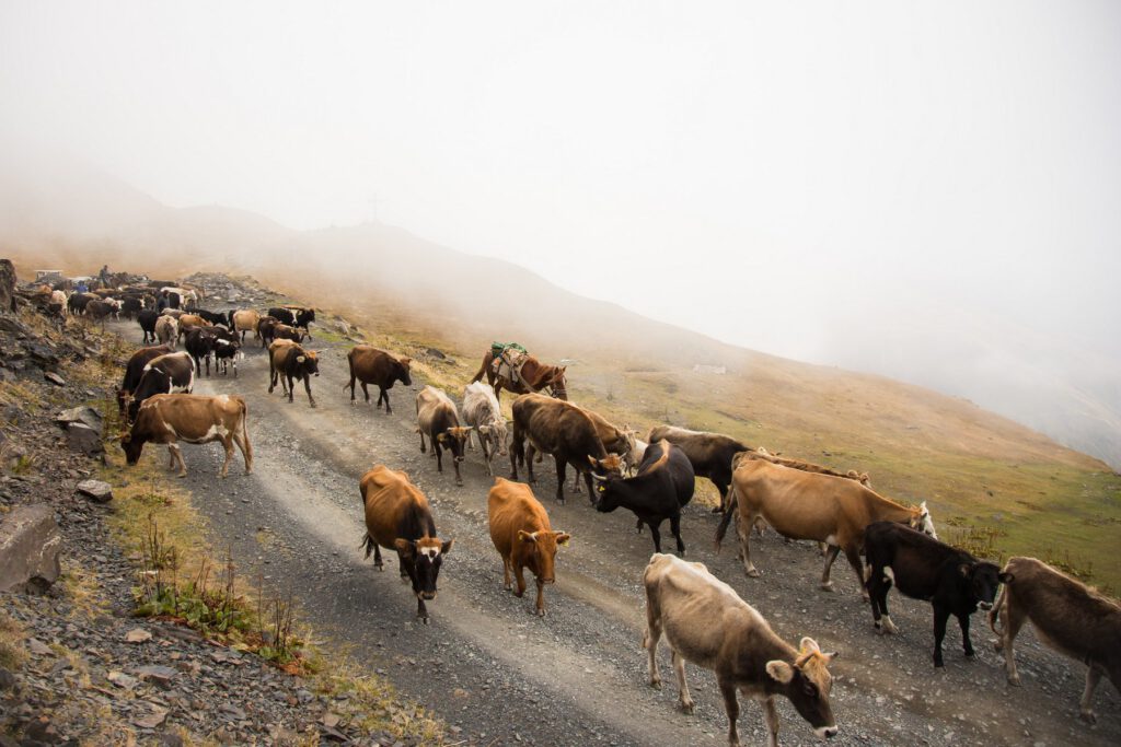 Cattle drive Tusheti Photo by Wolfgang Haselmayr cattle and horse
