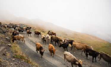 Cattle drive Tusheti Photo by Wolfgang Haselmayr cattle and horse