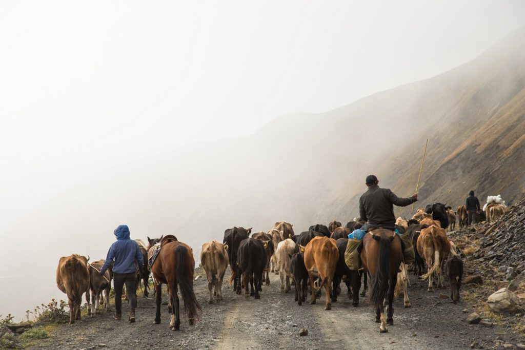 Cattle drive Tusheti Photo by Wolfgang Haselmayr cattle and shepherds