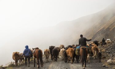 Cattle drive Tusheti Photo by Wolfgang Haselmayr cattle and shepherds
