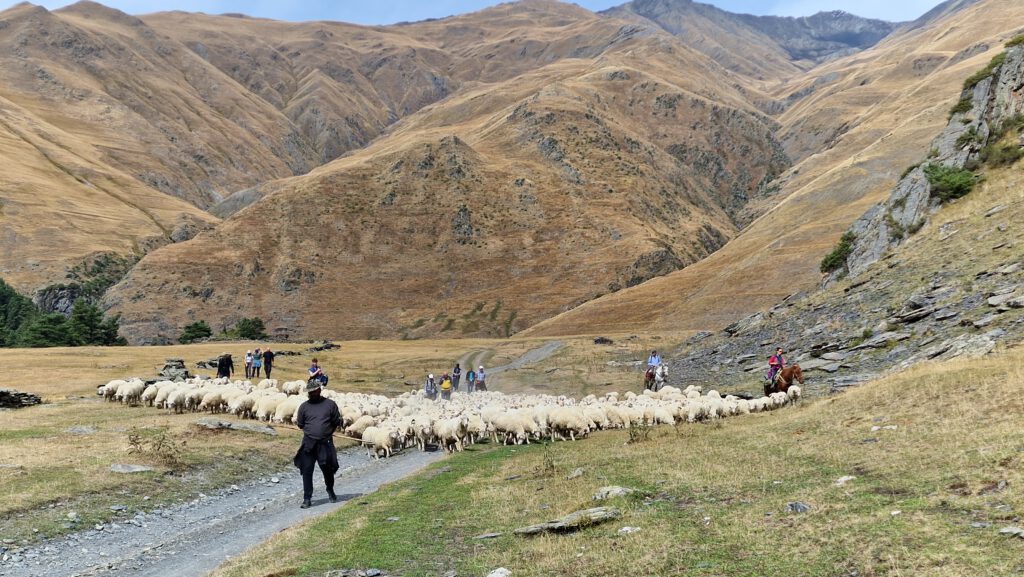 Cattle drive Tusheti with Kaukasus-Reisen