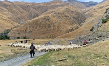 Cattle drive Tusheti with Kaukasus-Reisen
