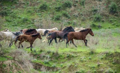 free running Tushetian horses
