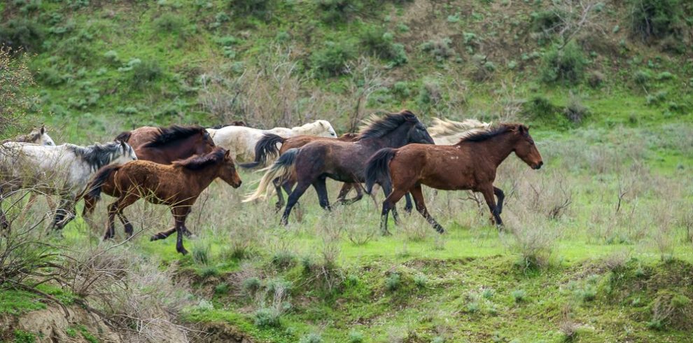 free running Tushetian horses