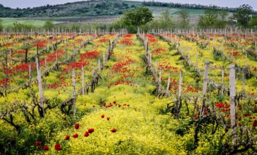 Flowers in a Vineyard in Georgia