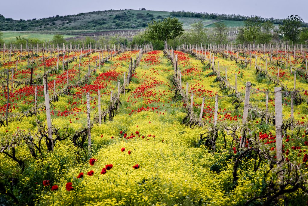 Flowers in a Vineyard in Georgia