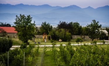 Vineyard in Kakheti
