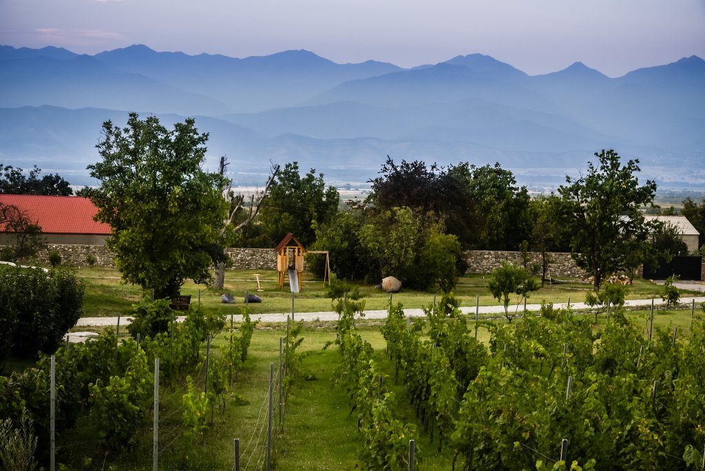 Vineyard in Kakheti