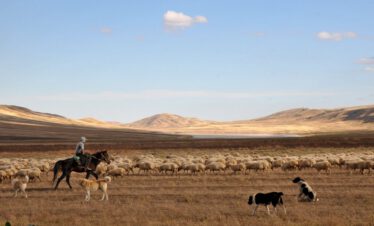 Shepherd on horseback near David Garedji