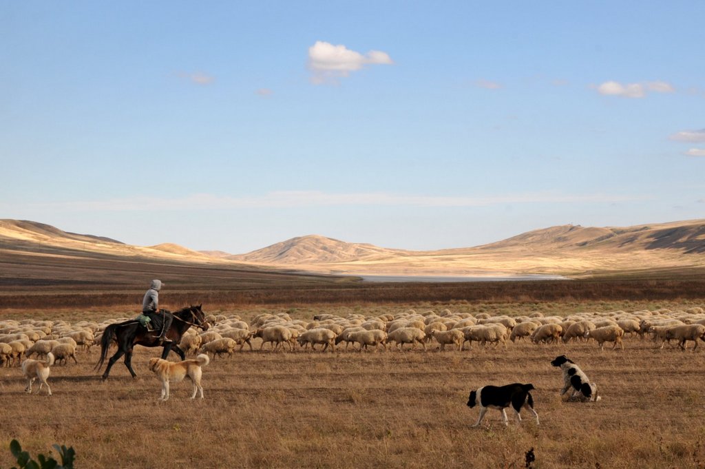 Shepherd on horseback near David Garedji