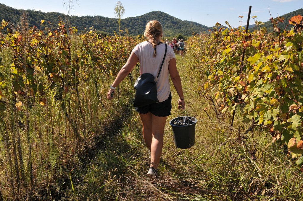 Wine harvesting in Kakheti Georgia