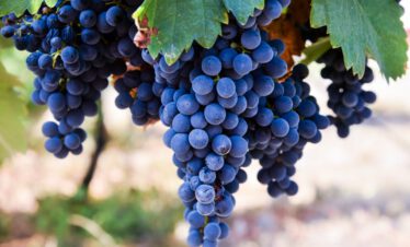 Wine grapes