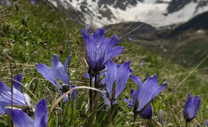 Botany trip in Georgia Flora in the Caucasus in June 2024