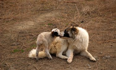 A Georgian Kangal shepherd dog and a newborn lamb lying together in the steppe of Vashlovani National Park