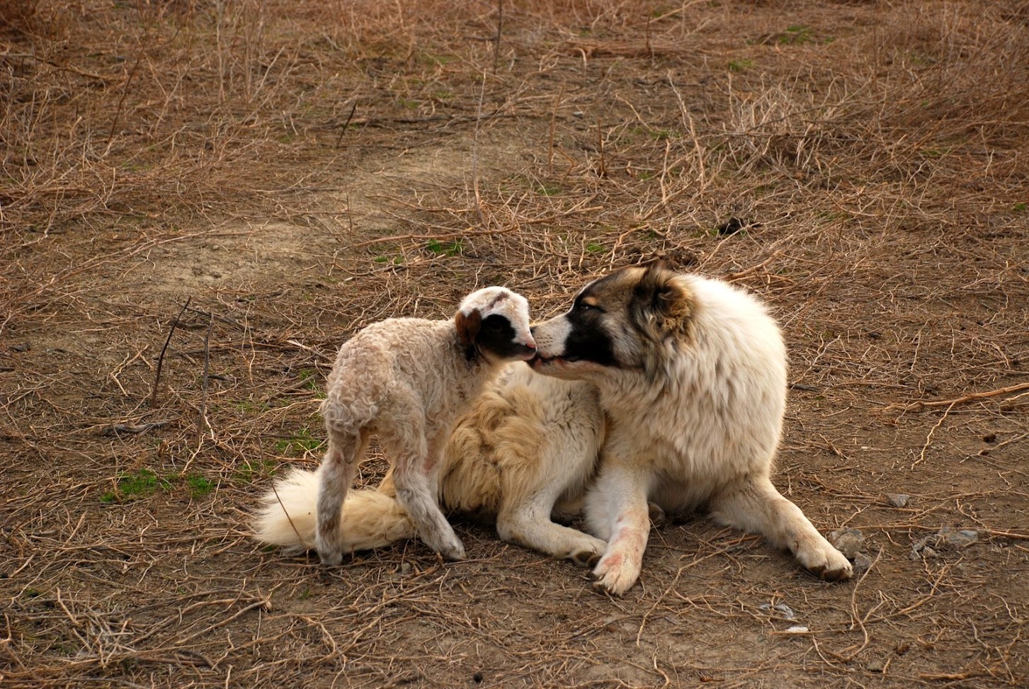 A Georgian Kangal shepherd dog and a newborn lamb lying together in the steppe of Vashlovani National Park