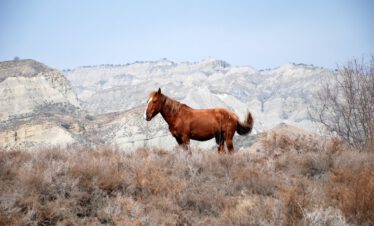Reddish-brown Tushetian horse stands on a hill in front of the imposing plateau silhouette of Vashlovani National Park, Georgia