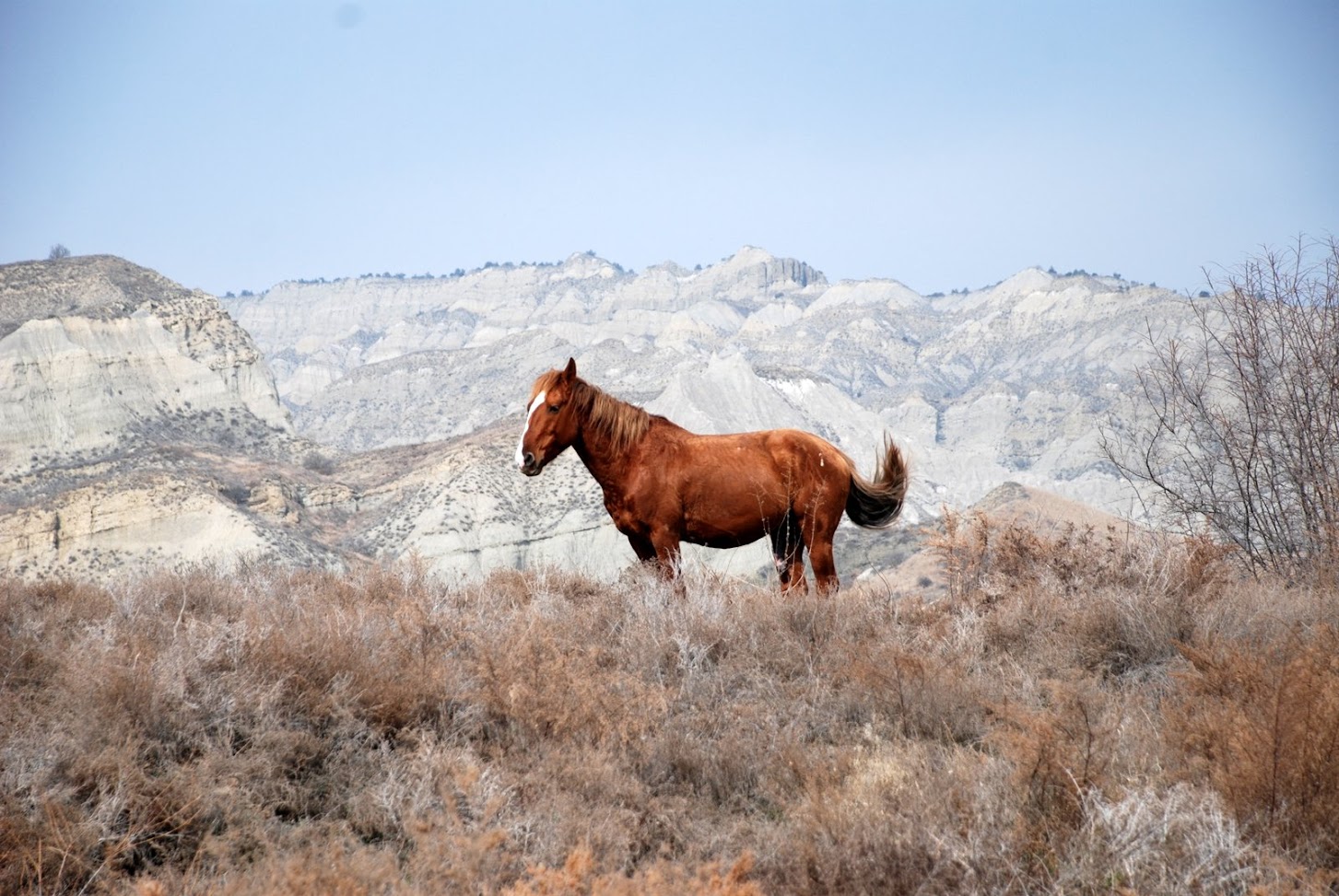Reddish-brown Tushetian horse stands on a hill in front of the imposing plateau silhouette of Vashlovani National Park, Georgia