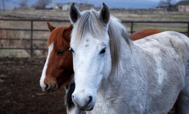Close-up of two Tushetian horses – white and brown – at the ranch near Vashlovani National Park