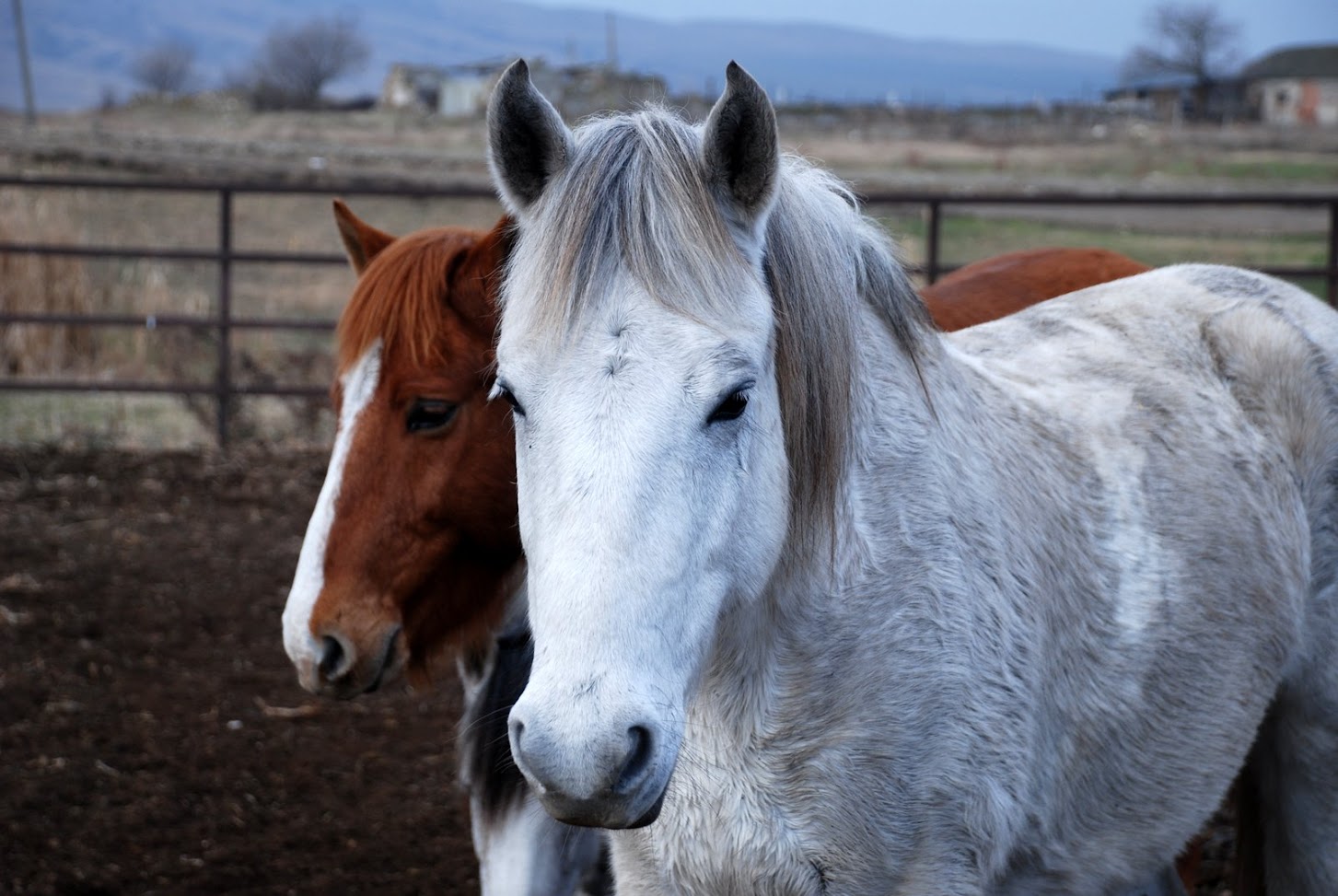 Close-up of two Tushetian horses – white and brown – at the ranch near Vashlovani National Park