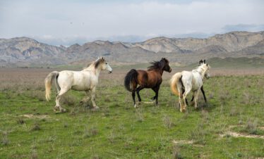 Three Tushetian horses galloping freely through the wide steppe of Vashlovani National Park with the Caucasus mountains in the background