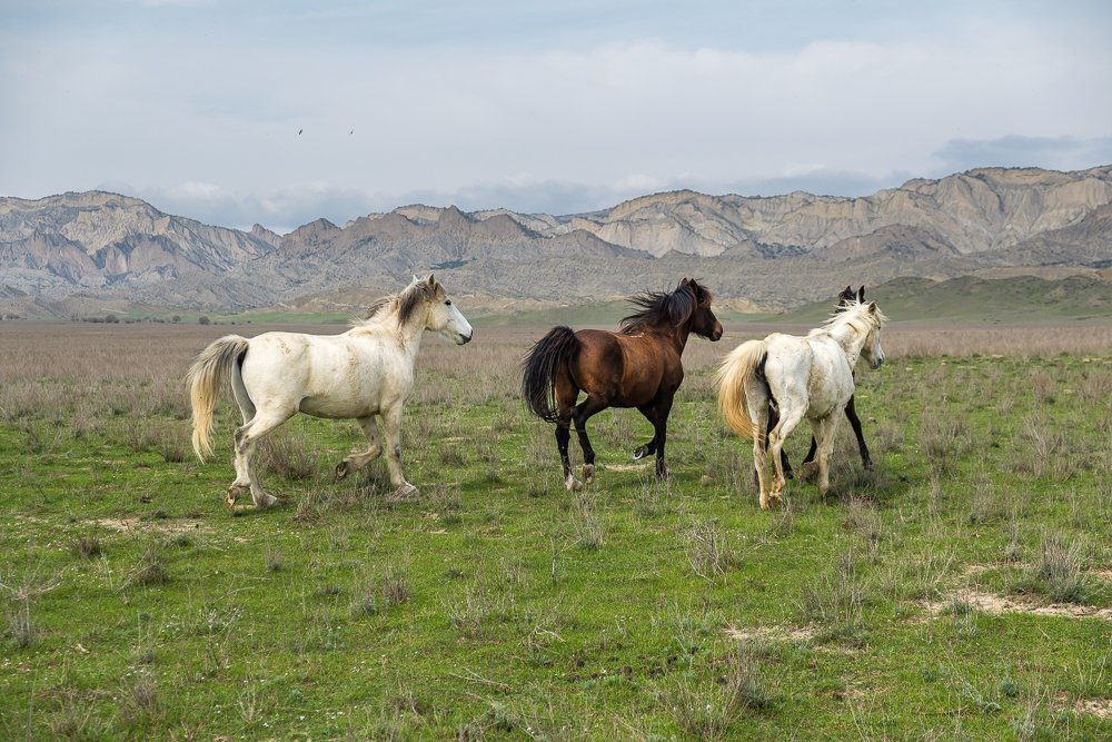 Three Tushetian horses galloping freely through the wide steppe of Vashlovani National Park with the Caucasus mountains in the background
