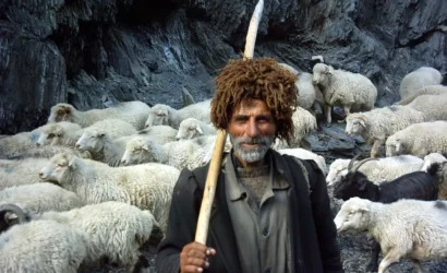 Elderly Tushetian shepherd wearing a traditional brown fur hat, holding a wooden staff, surrounded by his sheep and goat flock against dark rock walls, Georgia