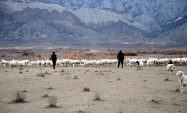 Two Tushetian shepherds drive a large flock of sheep through the barren plain in front of the imposing sandstone plateaus of Vashlovani National Park
