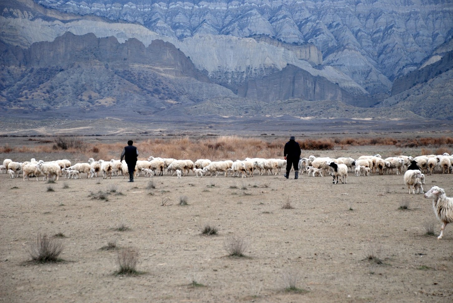 Two Tushetian shepherds drive a large flock of sheep through the barren plain in front of the imposing sandstone plateaus of Vashlovani National Park