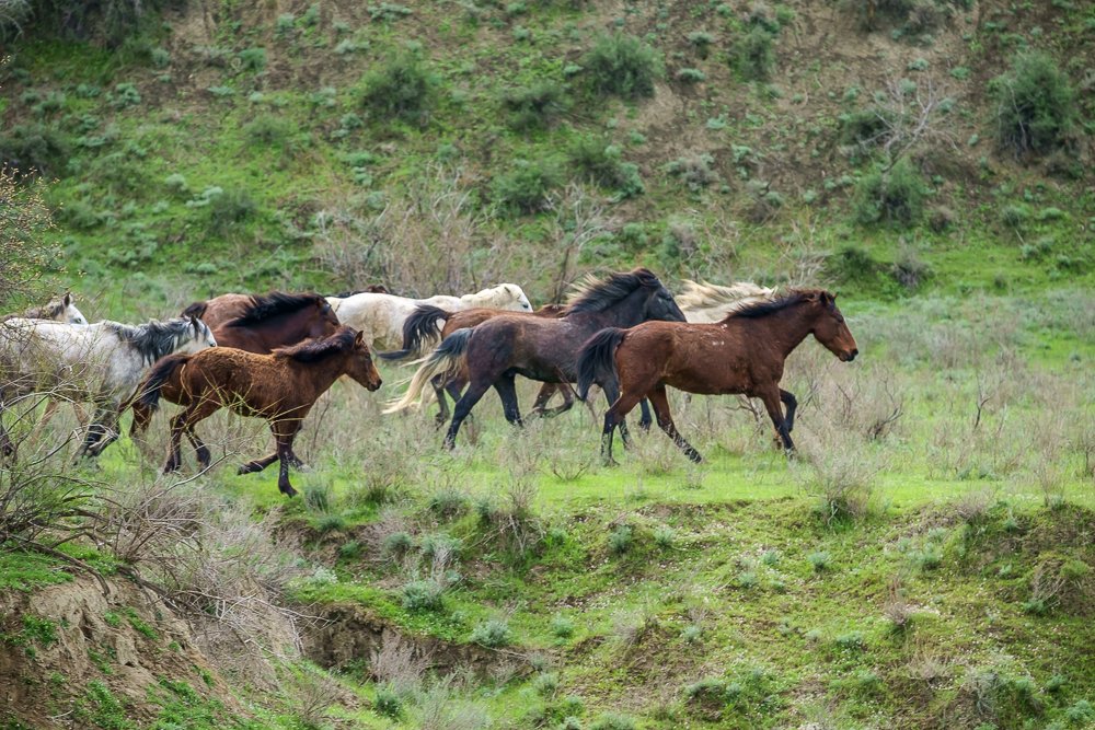 Wild horse herd galloping at full speed over green hills in Vashlovani National Park, Georgia