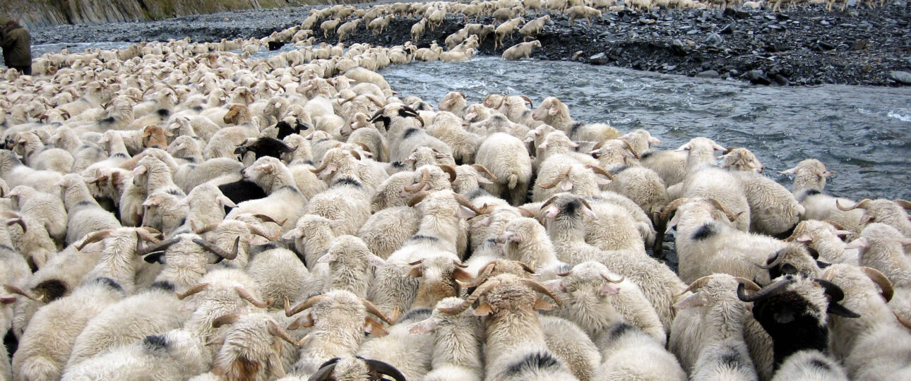 A massive flock of sheep drinking from and crossing the rocky Pirikiti Alazani River bed near Girevi, Tusheti, Georgia. Massive sheep migration scale Tusheti Georgia transhumance