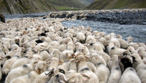A massive flock of sheep drinking from and crossing the rocky Pirikiti Alazani River bed near Girevi, Tusheti, Georgia. Massive sheep migration scale Tusheti Georgia transhumance
